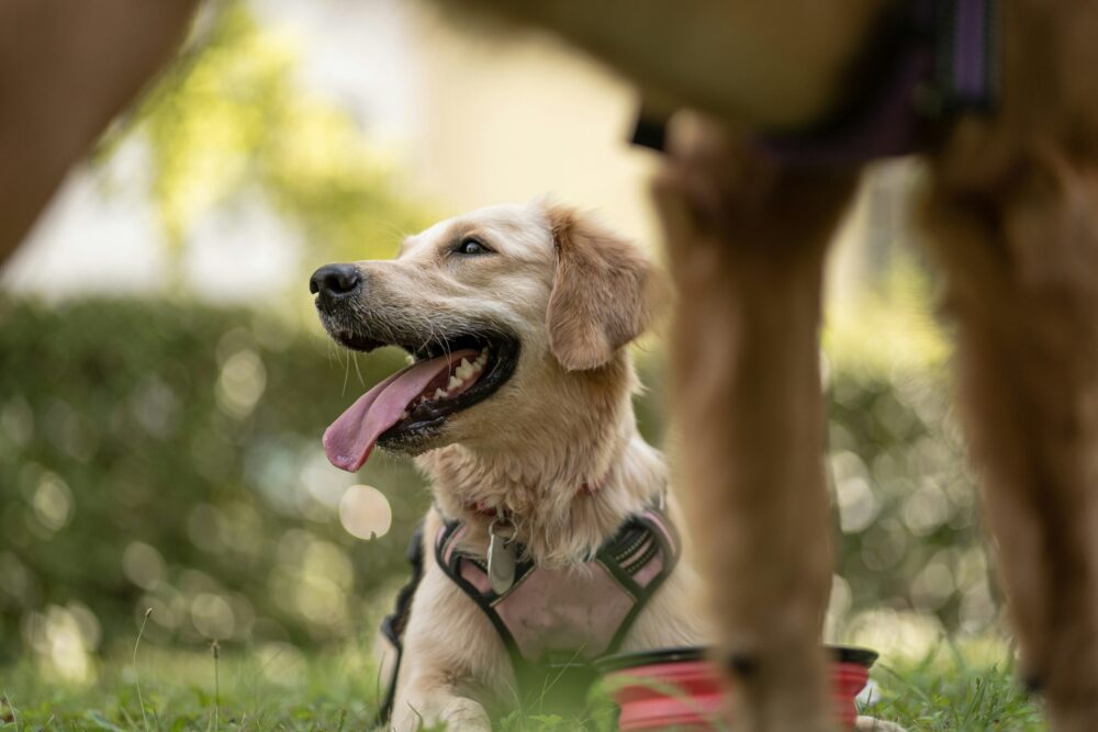 Assistance dog lying in the grass
