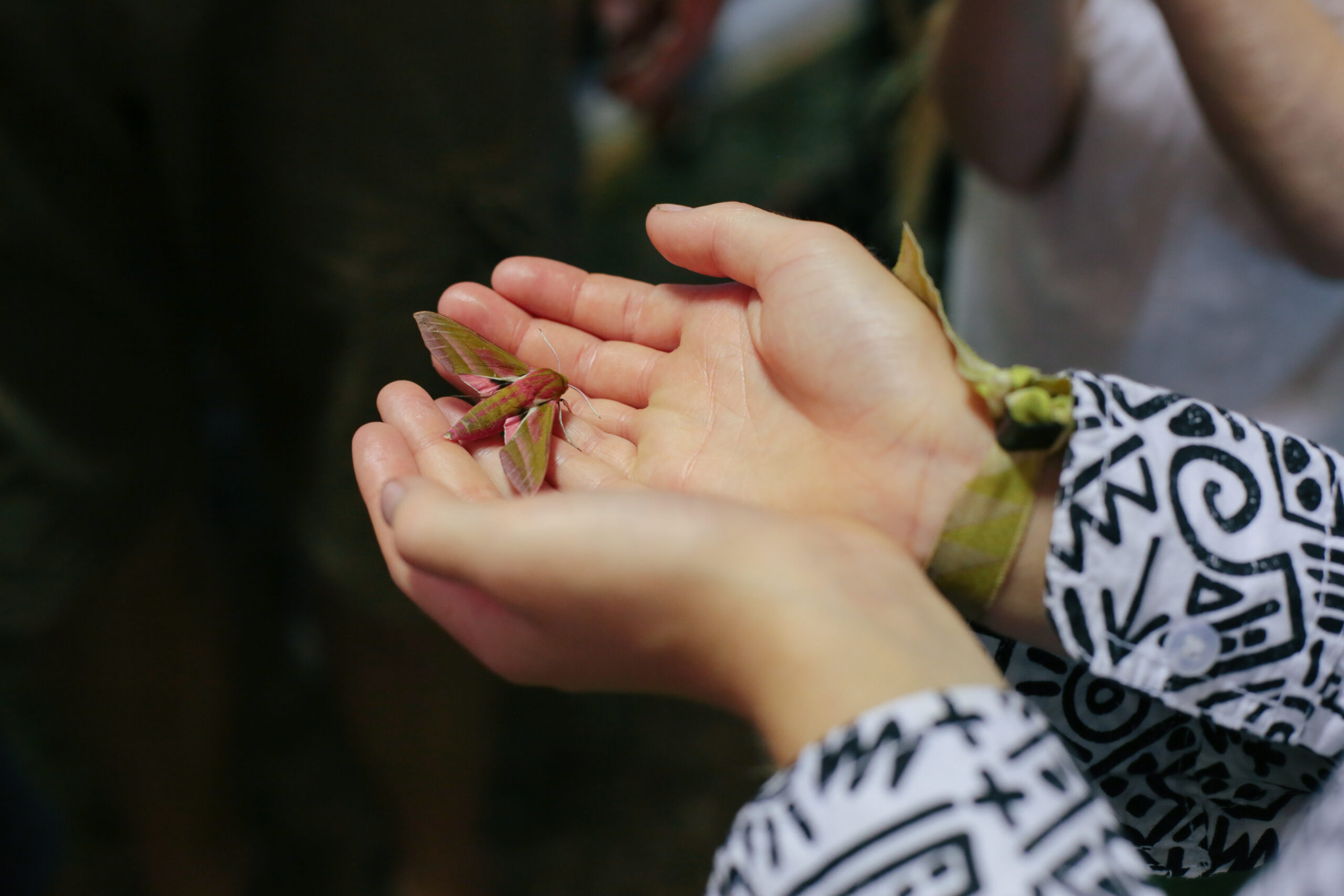 Two child hands holding a moth
